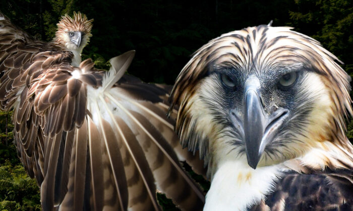 Rare 'Monkey-Eating' Philippine Eagle: One of the World's Largest Birds With Blue-Gray Eyes and They Mate for Life