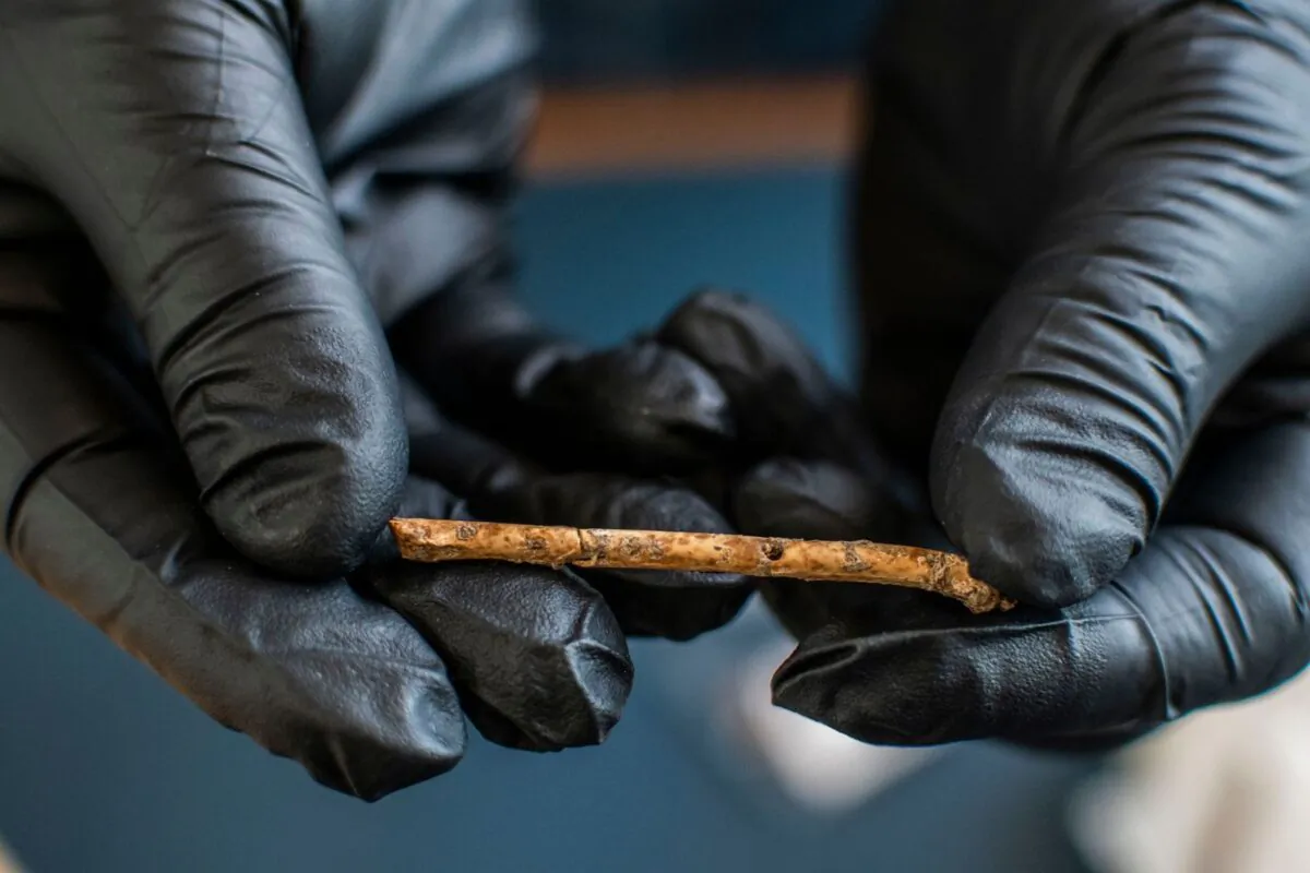 One of the seven miniature bone flutes found in Hula Valley, in Northern Israel. (Yoli Schwartz, Israel Antiquities Authority)