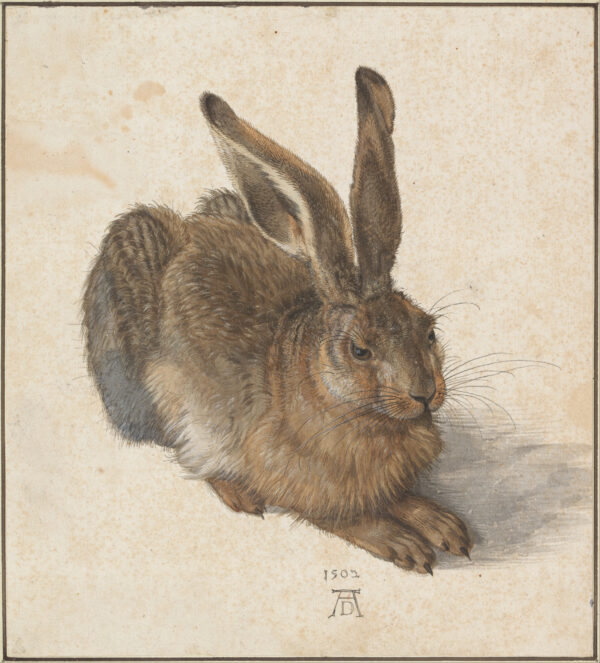 "Young Hare" Albrecht Dürer