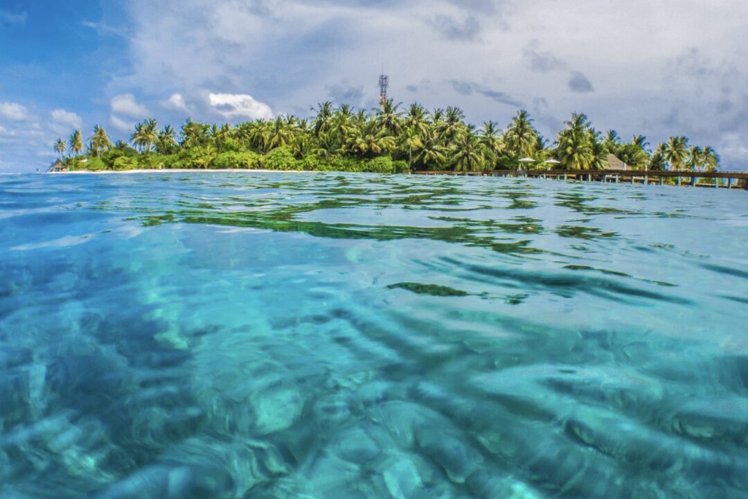 Marine animals are known to have a range of medicinal benefits, due to its anti-inflammatory and antioxidant properties. (Sebastian Pena Lambarri /Unsplash)
