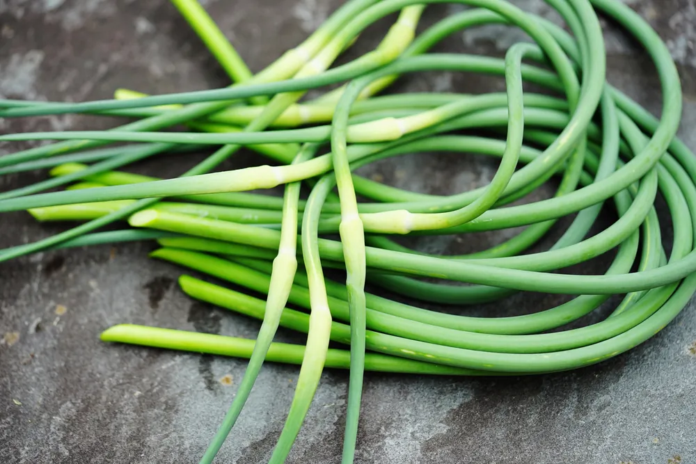 Garlic scapes taste like a cross between scallions and garlic, only greener and brighter. (EQRoy/Shutterstock)