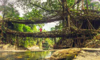 Man-Made ‘Living Bridges’ Are Grown to Stand for Centuries—Without Nuts or Bolts: VIDEO