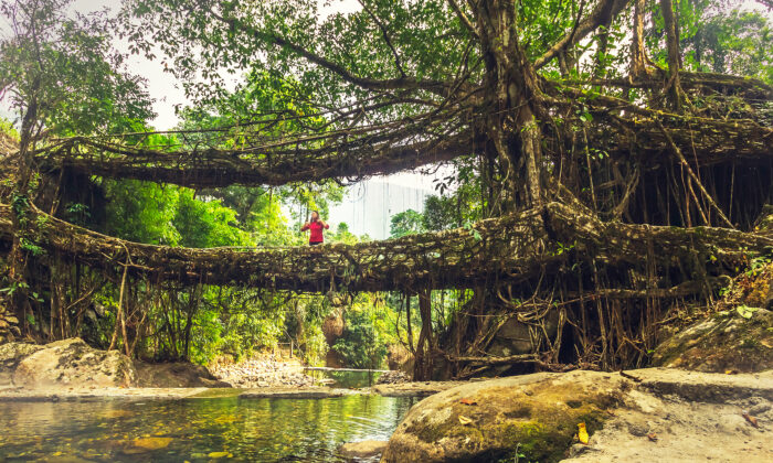 Man-Made 'Living Bridges' Are Grown to Stand for Centuries—Without Nuts or Bolts: VIDEO