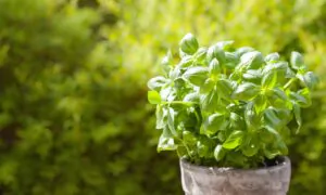 These 7 Plants Are Natural Repellents to Keep Fruit Flies Out of Your Home