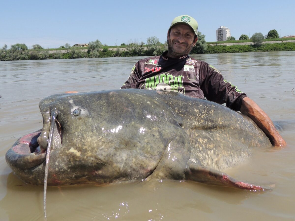 Italian Angler Feels ‘Tremendous’ Tug on Line, Reels In Record Catfish ...