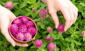 Hot Flashes, Night Sweats, Brain Fog? Here’s What We Know About Phytoestrogens for Menopausal Symptoms