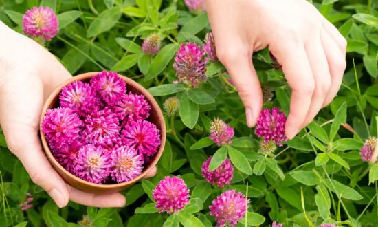 Hot Flashes, Night Sweats, Brain Fog? Here’s What We Know About Phytoestrogens for Menopausal Symptoms