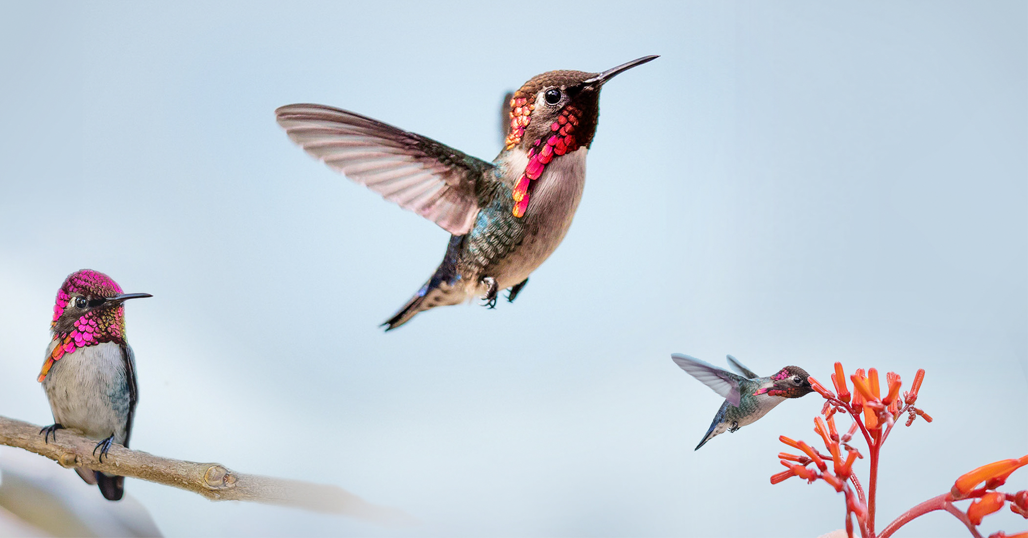 This jewel of a bird is so small, its often mistaken for a bee—but it's actually the bee hummingbird