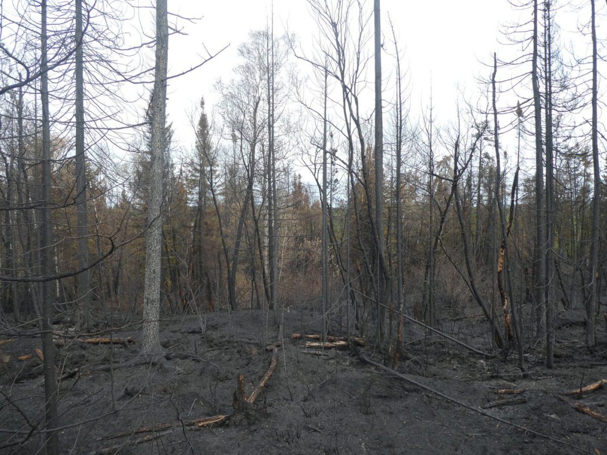 NextImg:Rain Should Help Quebec Firefighting Effort as More Than 7,200 People Still Evacuated