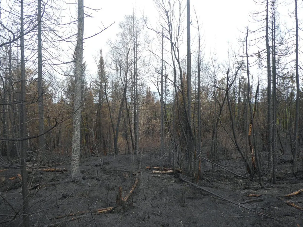 Scorched vegetation and forest floor are seen in Normétal, Que., in a June 11, 2023, handout photo. (The Canadian Press/HO-SOPFEU, Caroline Boyaud)
