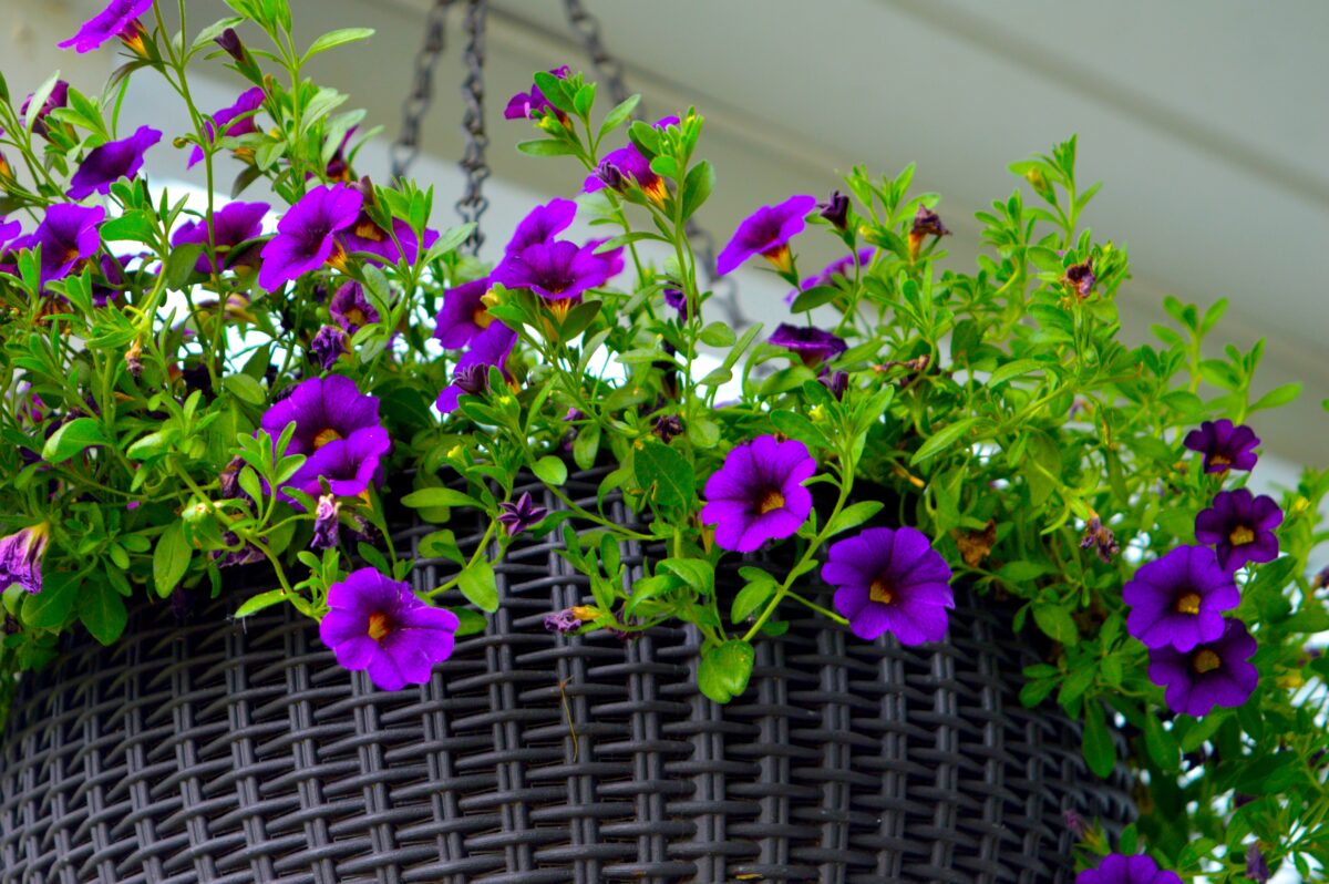NextImg:How to Make a Small Garden Feel Like an Oasis