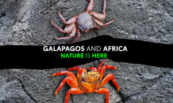 Galapagos and Africa: Nature Is Here