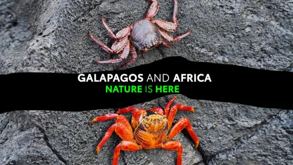Galapagos and Africa: Nature Is Here