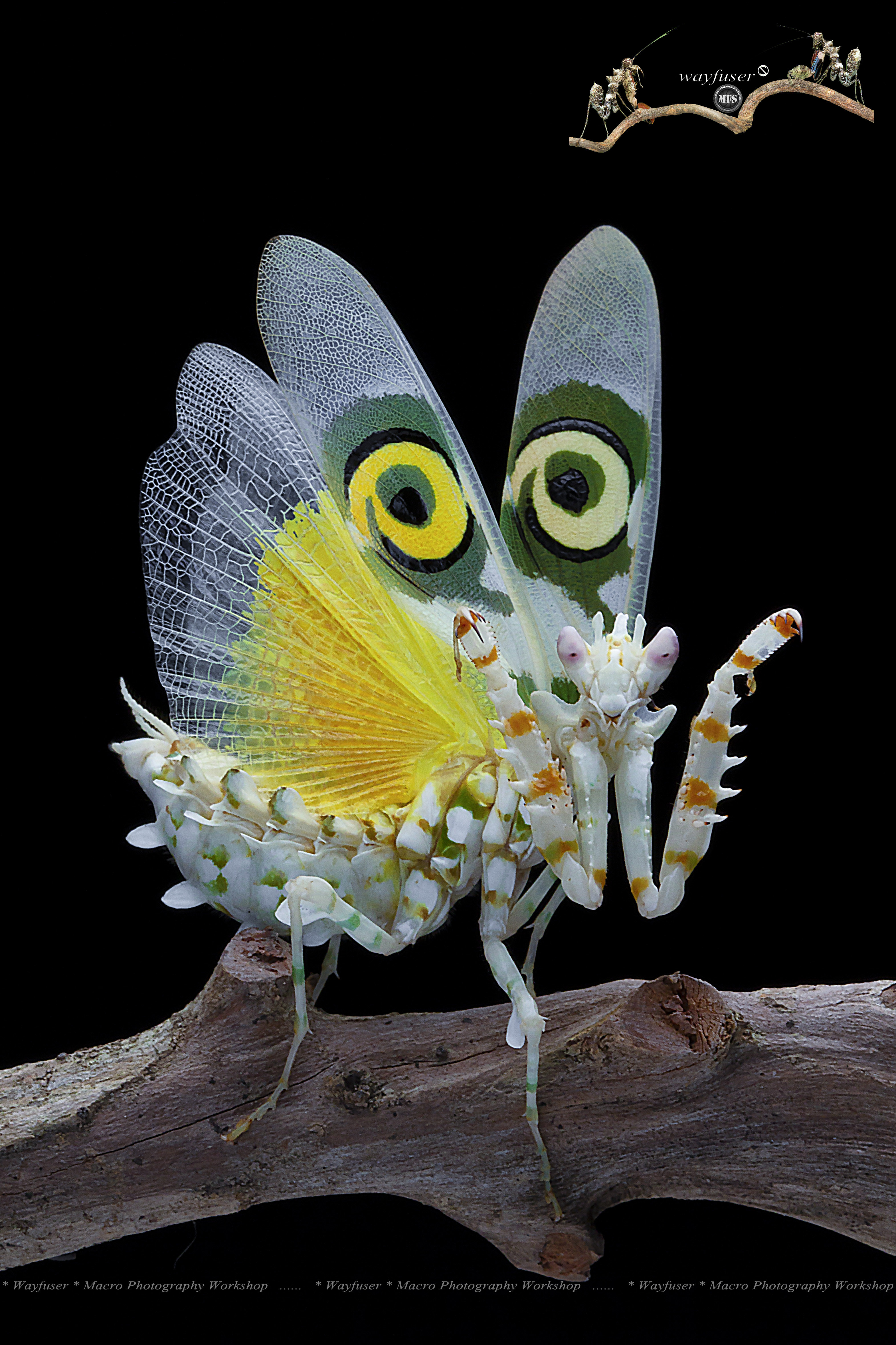 spinny flower mantis