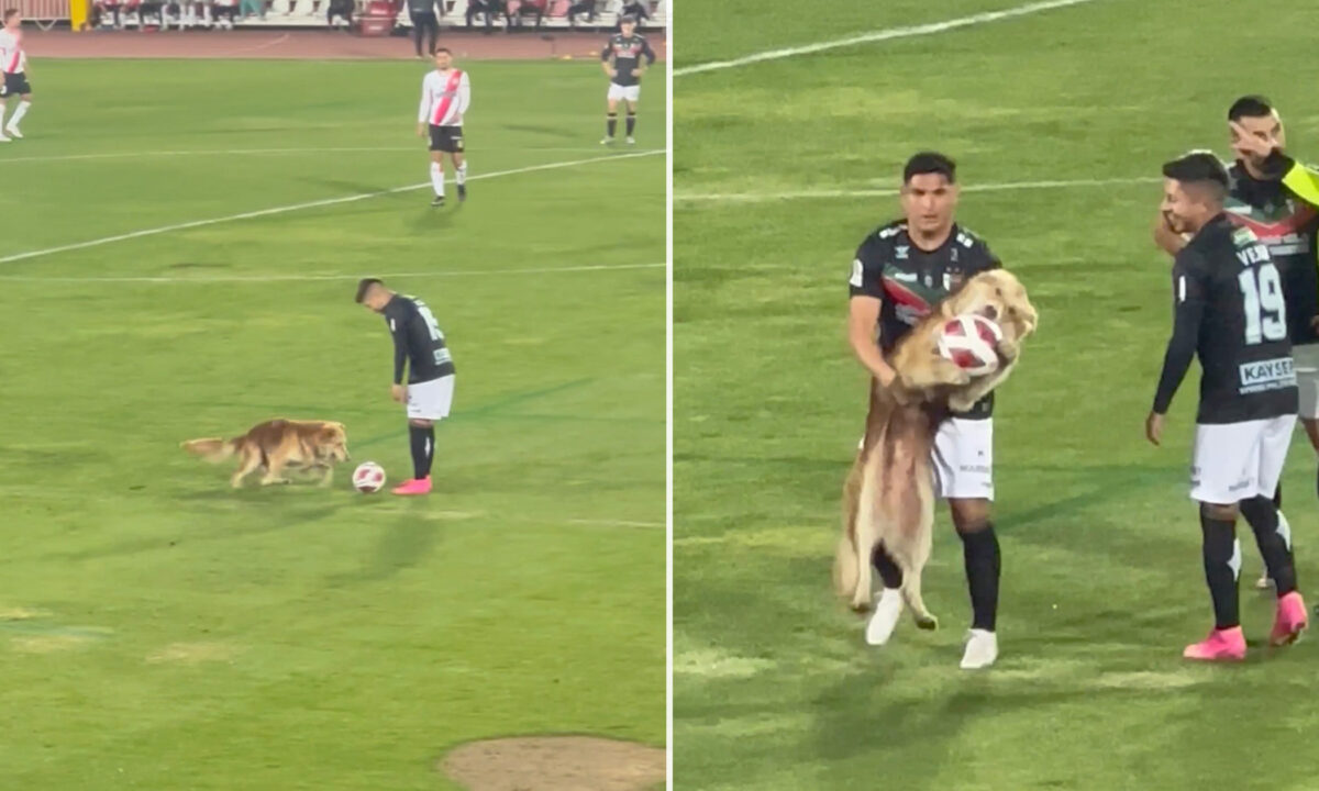 VIDEO Adorable Fluffy Dog Interrupts a Soccer Game, Steals the Ball