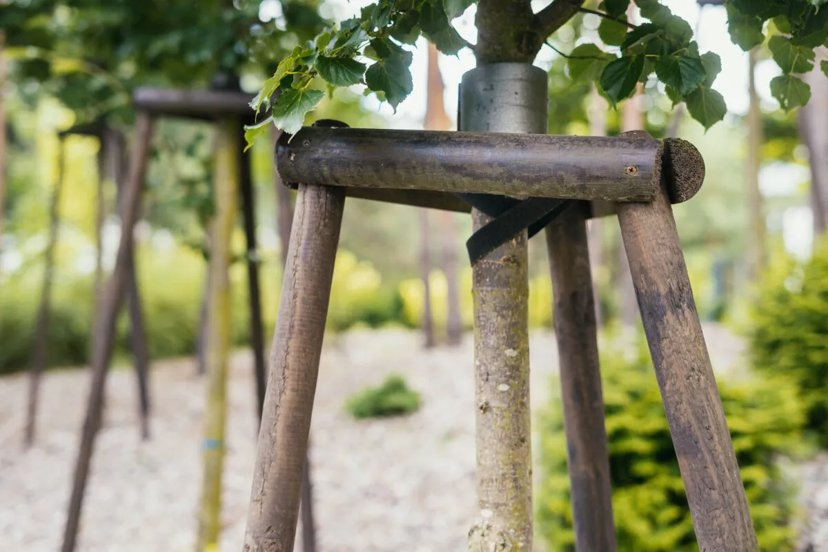 Tree Staking and Palm Trunks