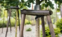 Tree Staking and Palm Trunks