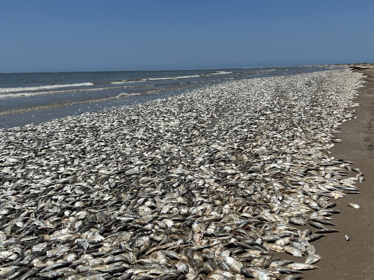 NextImg:Texas Beaches Cleared After Inundated With Thousands of Dead Fish From 'Fish Kill'