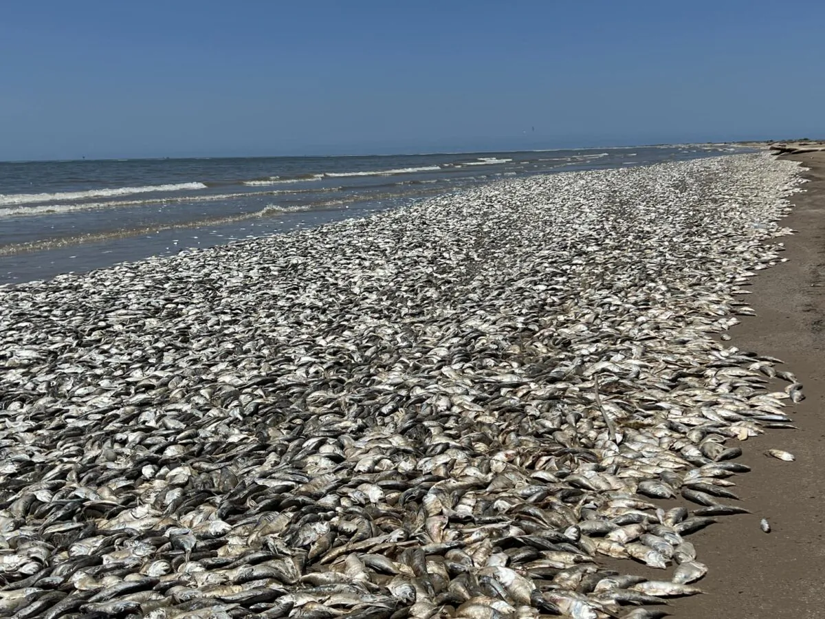 'Fish kill' along Quintana Beach County Park, Texas, in June 2023. (Courtesy of Quintana Beach County Park)