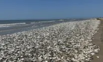 Texas Beaches Cleared After Inundated With Thousands of Dead Fish From ‘Fish Kill’