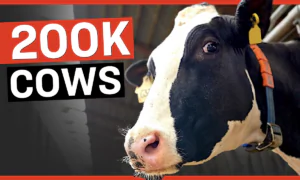 Government Plan to Kill 200,000 Cows to ‘Fight Climate Change’ | Facts Matter
