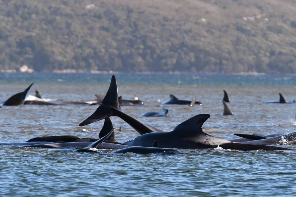 Pilot whales lie stranded on a sandbar near Strahan, Australia, on Sept. 21, 2020. (The Associated Press/Brodie Weeding)