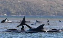 Mass Stranding Kills 29 Pilot Whales
