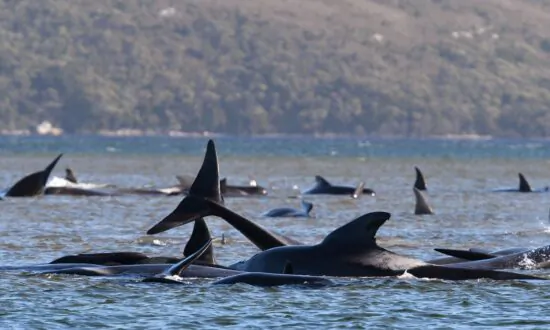 Mass Stranding Kills 29 Pilot Whales
