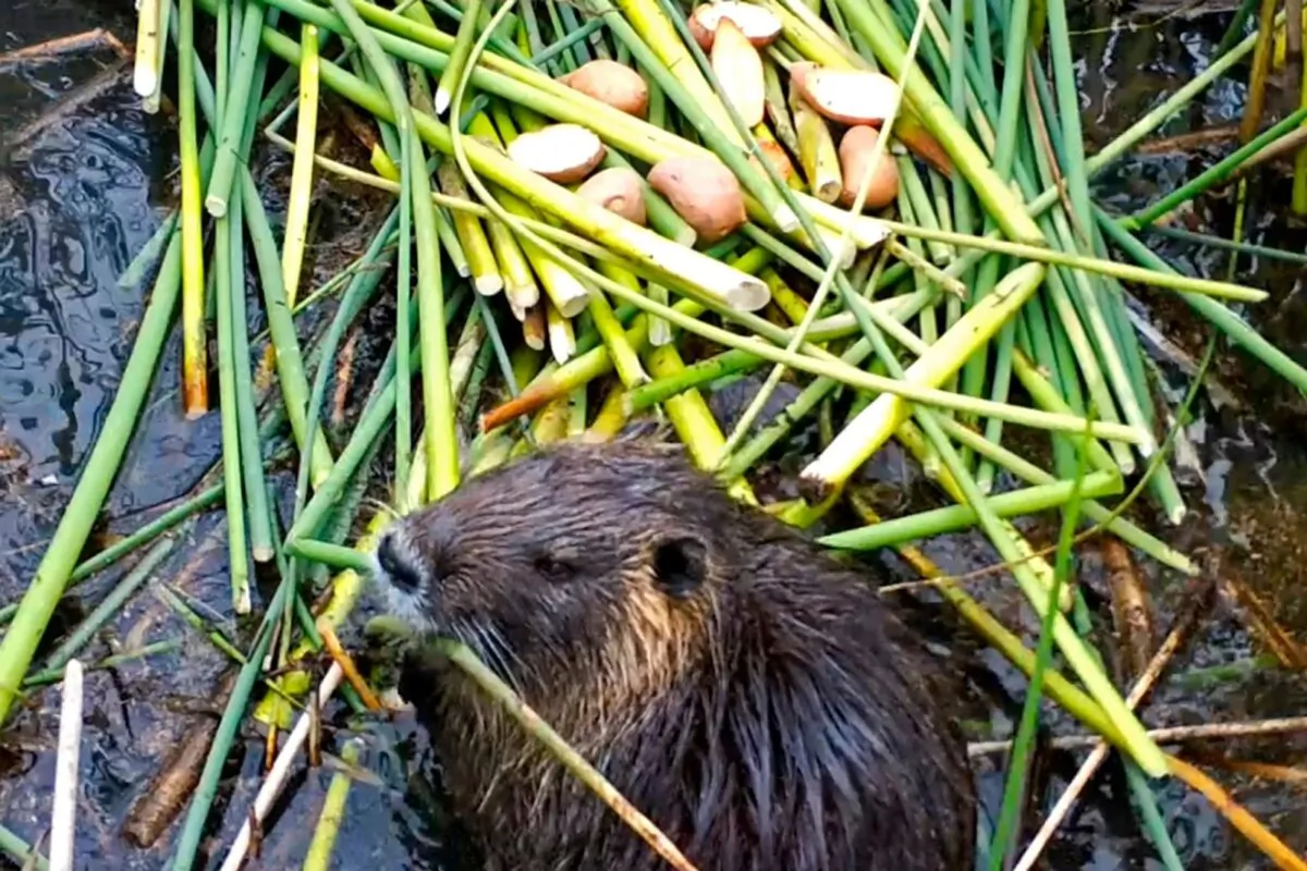 A nutria feasts on plants in a swamp. (Courtesy of the California Department of Fish and Wildlife)