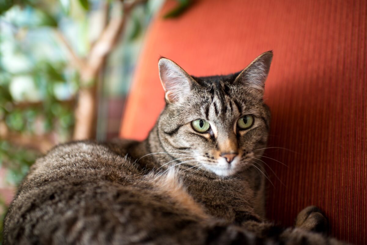 Arthritis Treatment Safe for Cats With Kidney Disease