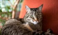 Arthritis Treatment Safe for Cats With Kidney Disease