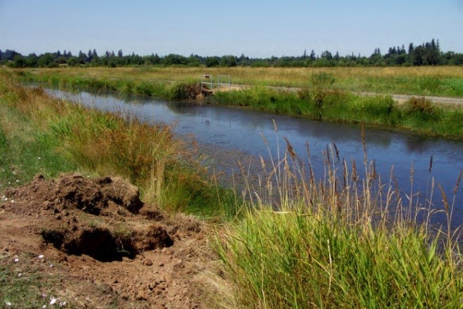 california-government-works-to-nip-invasive-nutria-infestation-in-the-bud