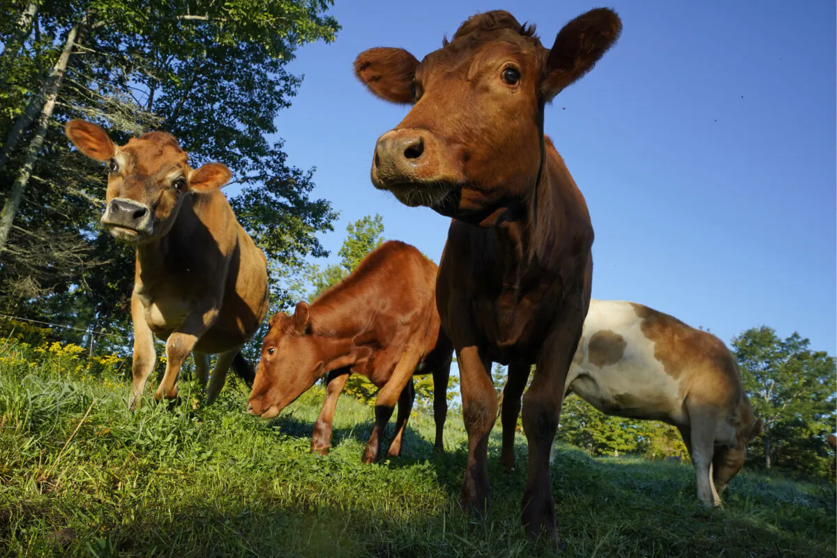 Cows graze in a field at a farm in Penobscot, Maine, on Aug. 17, 2021. (Robert F. Bukaty/AP Photo)
