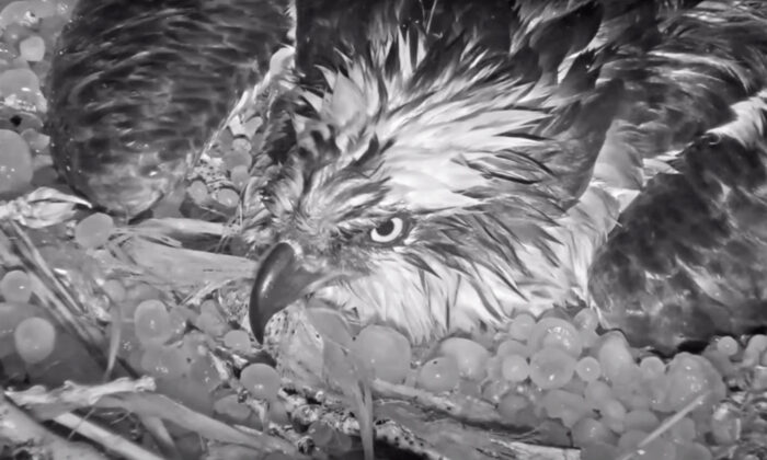Mama Osprey Braves Colorado Hail Storm to Protect Unhatched Eggs—Here's the Live Camera Footage