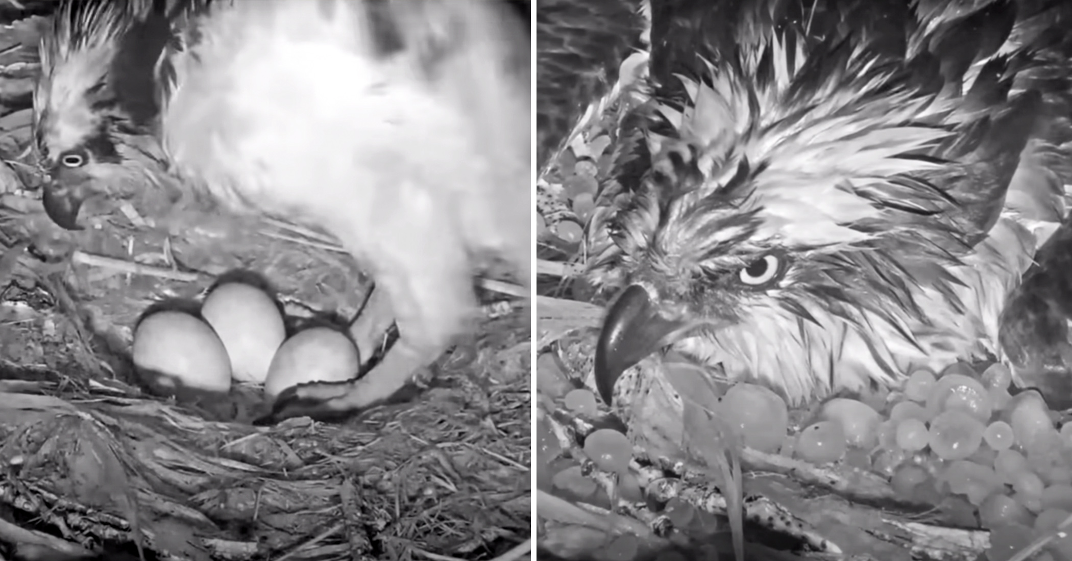 Mama osprey braves Colorado hail storm to protect unhatched eggs—here's the live camera footage