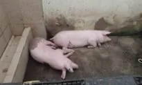 Ecuador Authorities Confiscate Pigs, Fighting Cocks From Prison