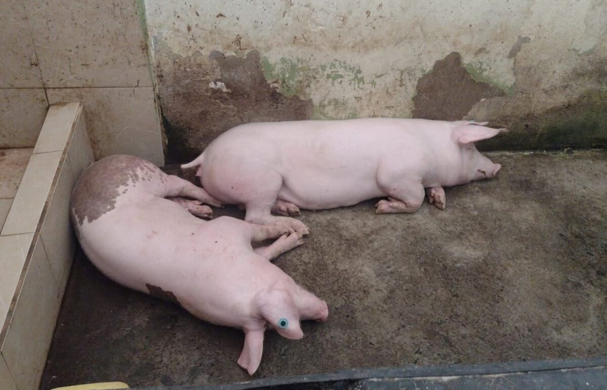 View of pigs confiscated by members of Ecuador's security forces in a high security jail, in Santo Domingo, Ecuador, in this image released on June 16, 2023. (Fuerzas Armadas del Ecuador via Twitter/via Reuters)