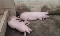 Ecuador Authorities Confiscate Pigs, Fighting Cocks From Prison