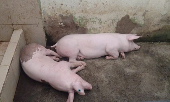 Ecuador Authorities Confiscate Pigs, Fighting Cocks From Prison
