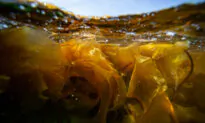 Unique Kelp Puts Tasmania’s King Island on World Map