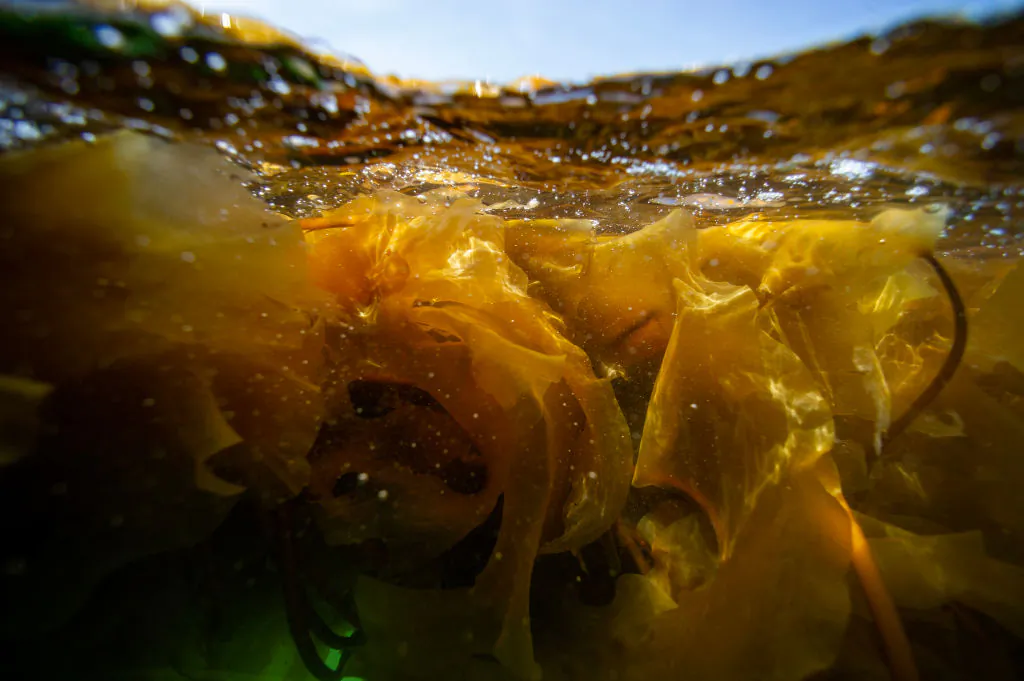 A kelp line is hauled up to the boat as it floats on the water in Duxbury, Mass., on May 9, 2023. (Joseph Prezioso/AFP via Getty Images)