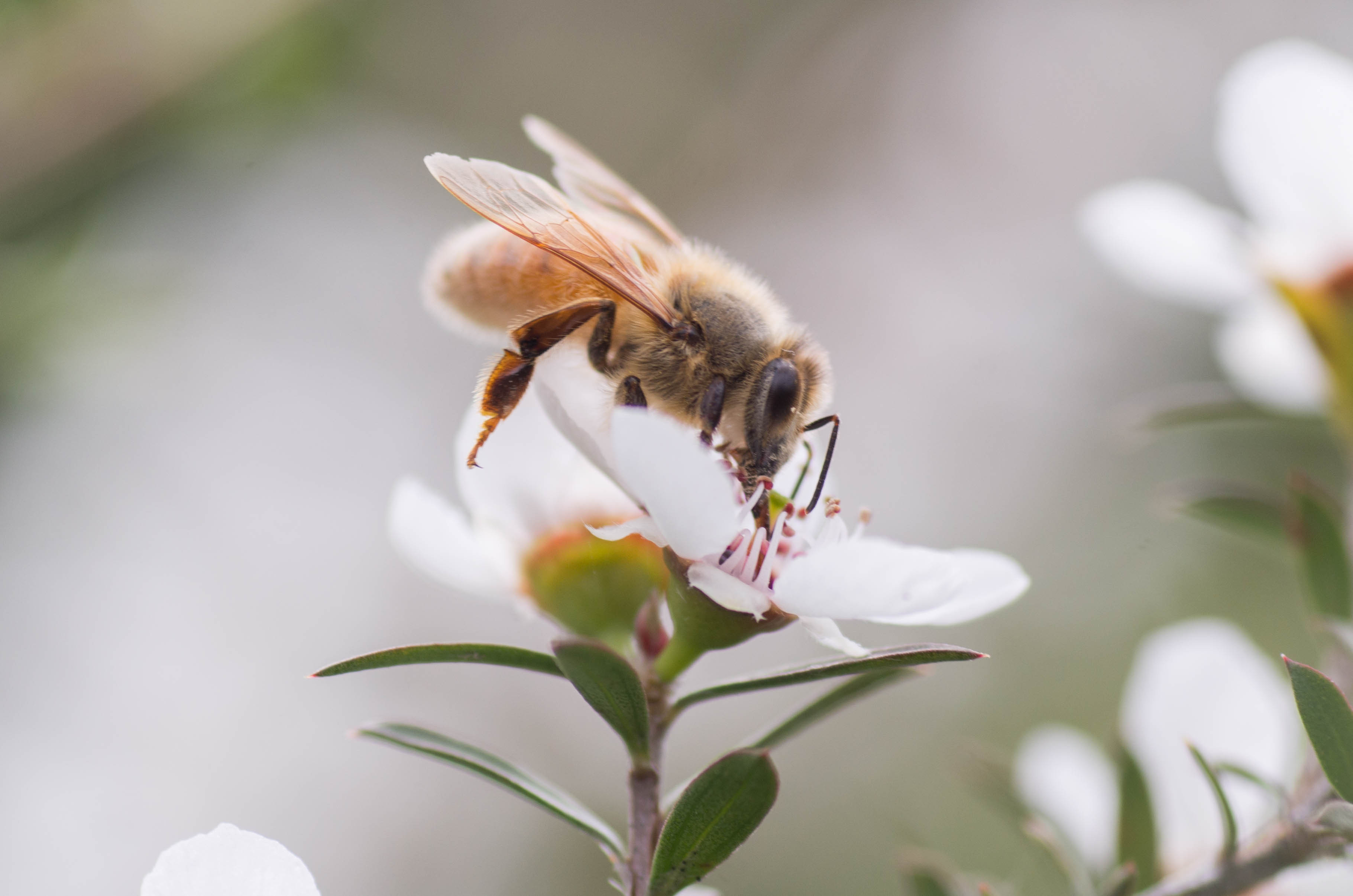 Manuka honey is a type of honey that is collected and produced from the flowers of a plant called the Manuka tree. (M Rutherford/Shutterstock)