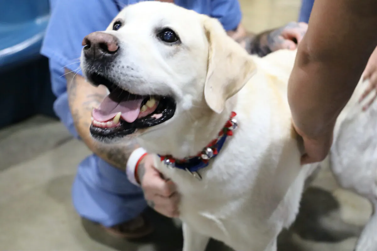 A therapy dog visits inmates at Montgomery County jail in Ohio. (Courtesy of Christine Bevins)
