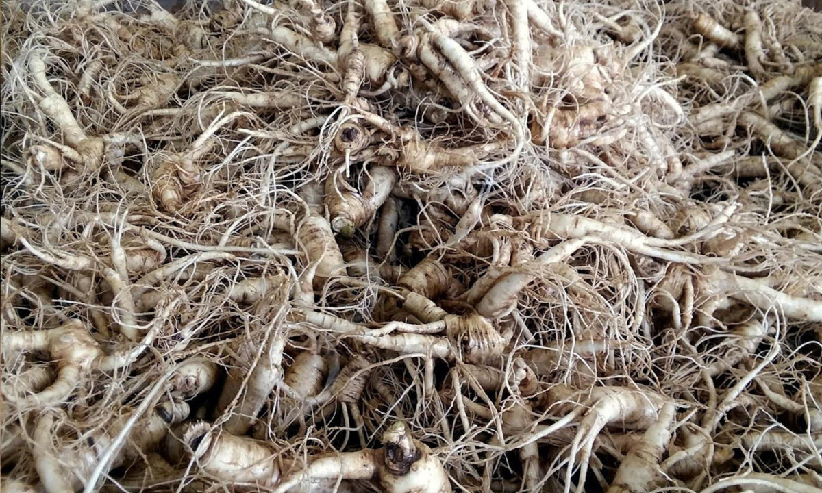 NextImg:Cancer Patient in ICU Revived From Deep Coma After Taking American Ginseng
