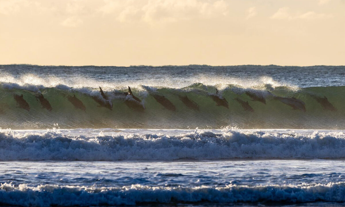 Just Having Fun: Rare Photos of an Entire Pod of Dolphins Surfing a Morning Wave in Sync - The Epoch Times