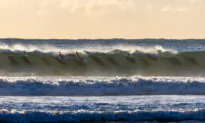 Just Having Fun: Rare Photos of an Entire Pod of Dolphins Surfing a Morning Wave in Sync