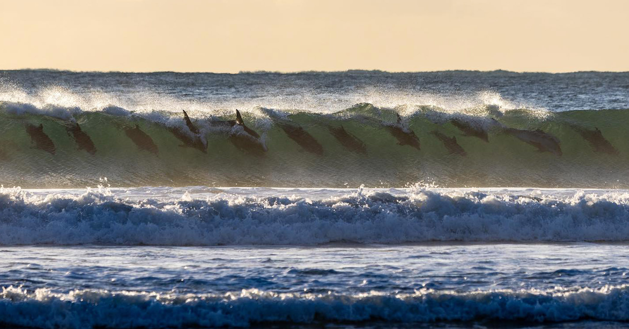 Just having fun: Rare photos of an entire pod of dolphins surfing a morning wave in sync