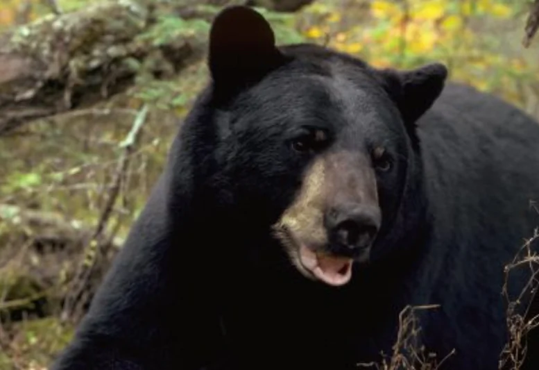 A North American black bear takes a rest deep in the forest (North American Bear Center)
