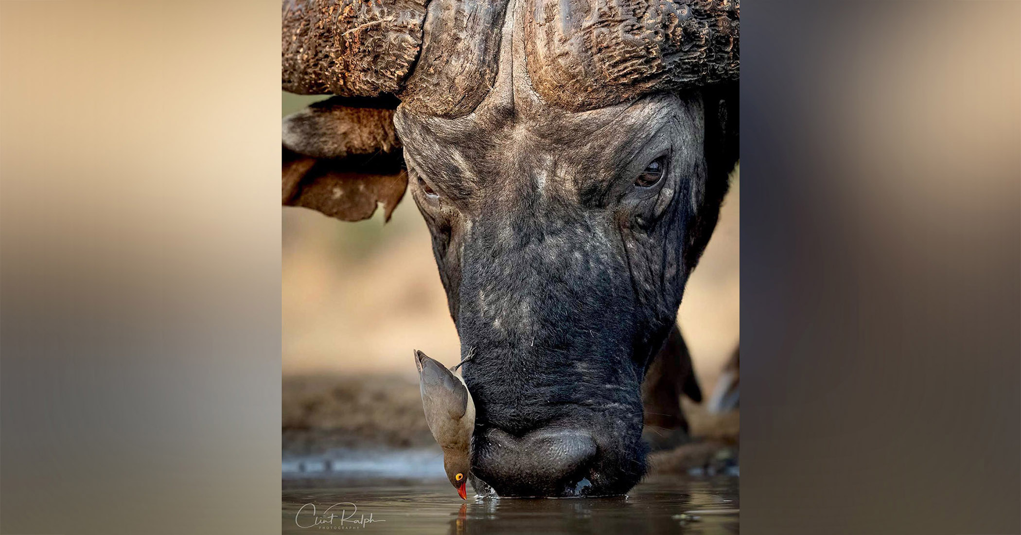 NextImg:‘A nice symbiotic relationship’: Photographer snaps red-billed oxpecker landing on an African buffalo’s face to drink water