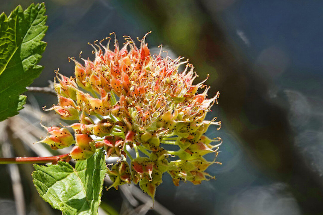 Pacific ninebark, Physocarpus capitatus (Buddy Mays/Shutterstock)